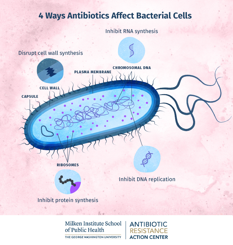Graphic showing the 4 ways that antibiotics affect bacterial cells