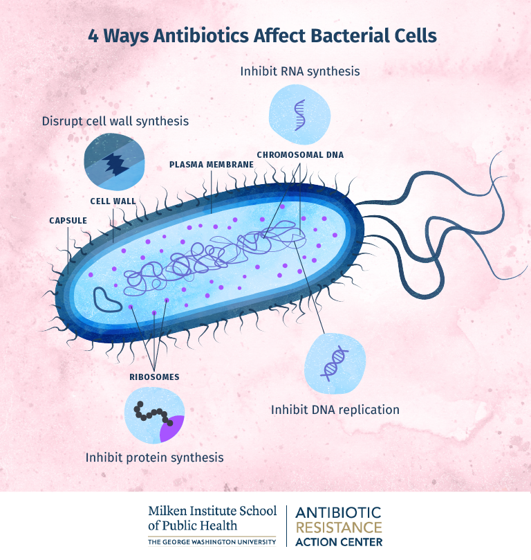 How Bacteria Build Resistance at the Cellular Level  Online Public Health